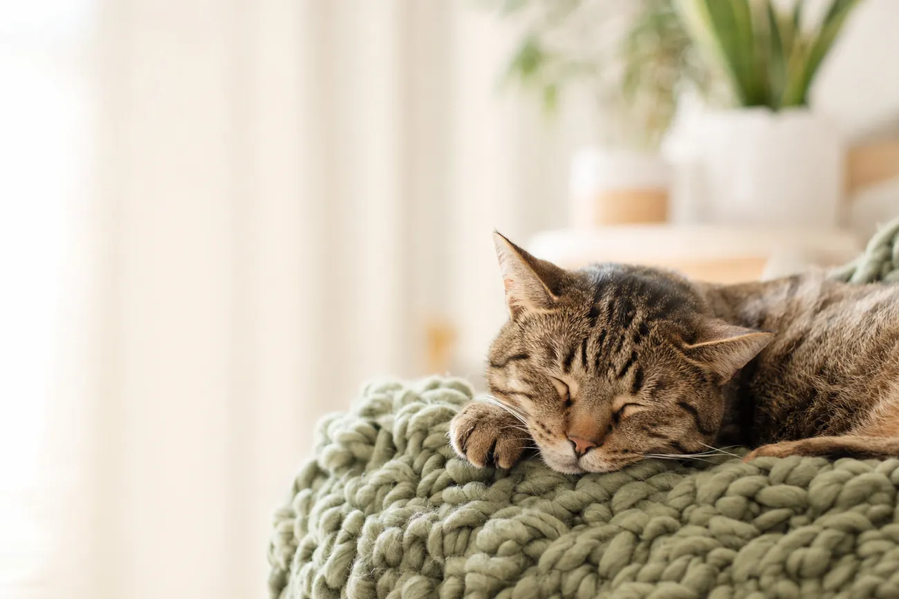 Schlafende Tigerkatze auf grüner Strickdecke