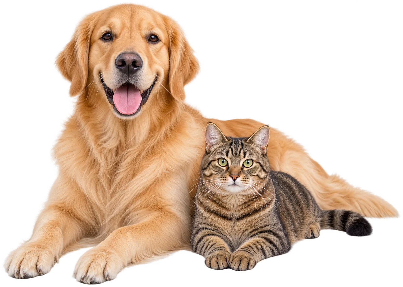 Golden Retriever und Tigerkatze